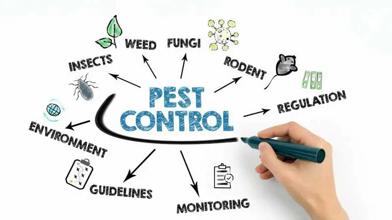 Chemical Pest Control Methods For Indoor Plants