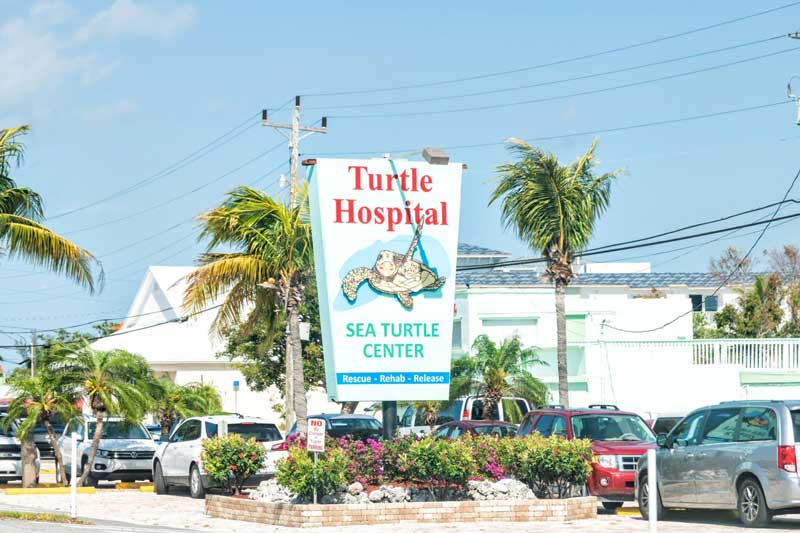 The Turtle Hospital Marathon Florida