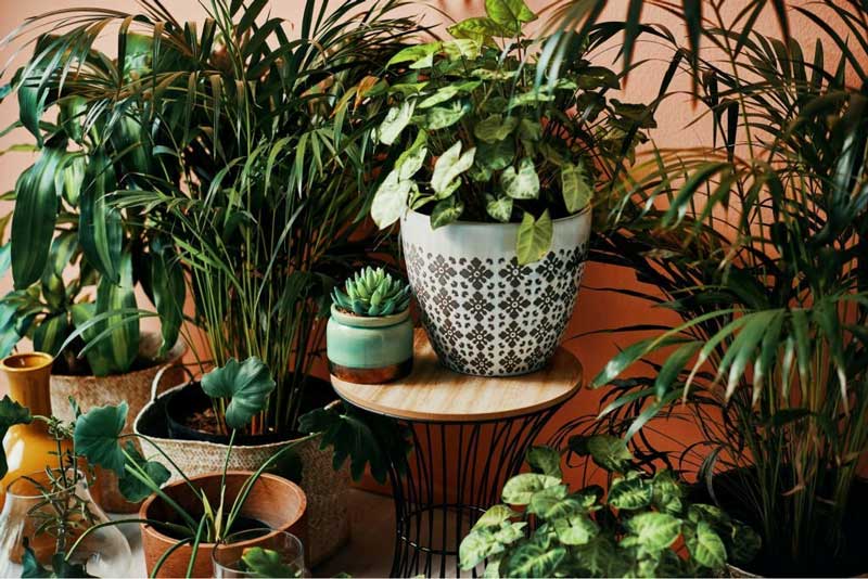 best indoor plants selection