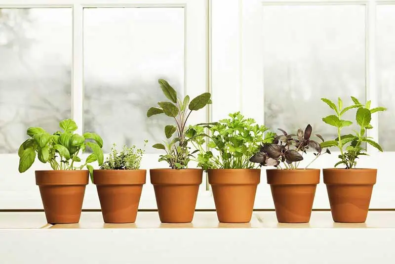 best indoor plants for compact space