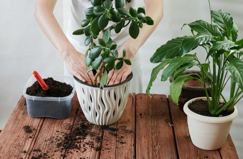 choosing right indoor plants