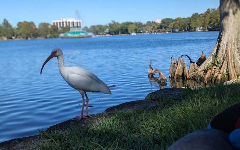 Lake Eola Park in florida